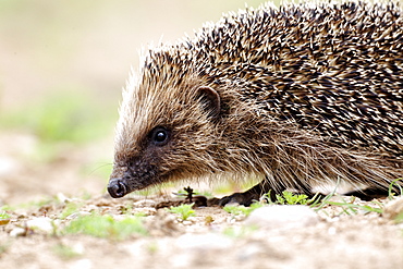 Western European Hedgehog walking, Midlands UK 