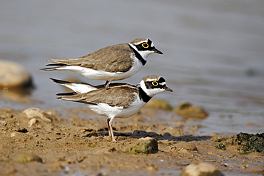 Little-ringed plovers on bank- Midlands UK 