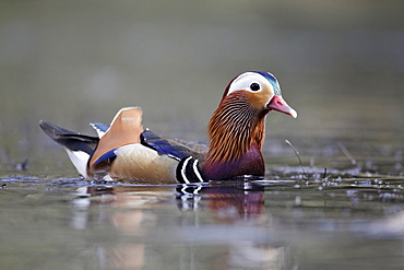 Mandarin Duck male on the water, Midlands UK