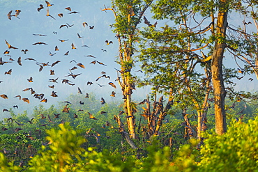 Straw-coloured fruit bat migration, Kasanka NP Zambia