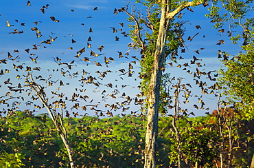 Straw-coloured fruit bat migration, Kasanka NP Zambia