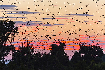 Straw-coloured fruit bat migration, Kasanka NP Zambia