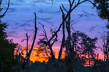 Straw-coloured fruit bat migration, Kasanka NP Zambia