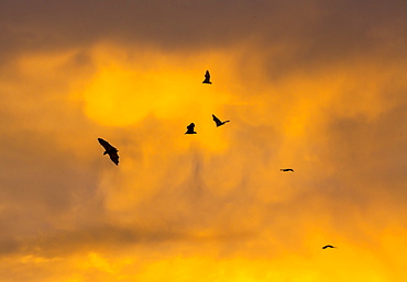 Straw-coloured fruit bat migration, Kasanka NP Zambia