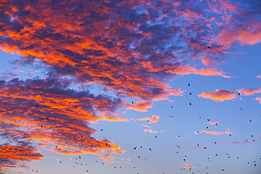 Straw-coloured fruit bat migration, Kasanka NP Zambia