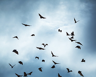 Straw-coloured fruit bat migration, Kasanka NP Zambia