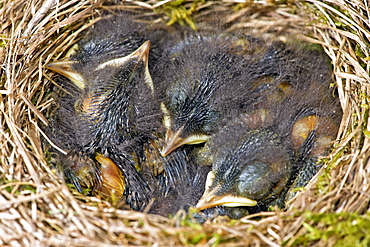 Young black redstarts at nest, France