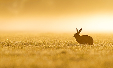 Brown Hare in a meadow at spring at sunrise, GB