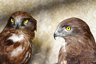 Short-toed Snake-eagle pair, France