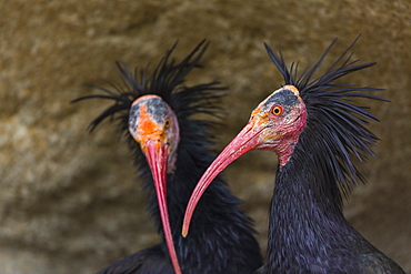 Portrait of Northern Bald Ibis