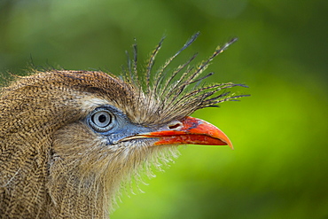 Portrait of Red-legged Seriema 