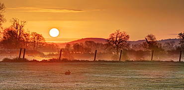 Brown Hare in a meadow at sunrise at spring, GB