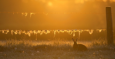 Brown Hare in a meadow at sunrise at spring, GB