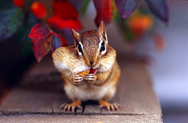 Siberian chipmunk eating peanuts, Canada 