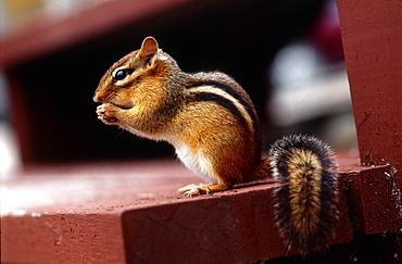 Siberian chipmunk eating peanuts, Canada