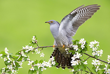 Cuckoo perched in a blooming tree at spring, GB