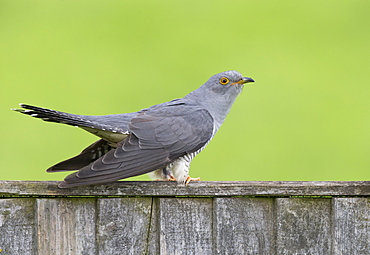 Cuckoo perched on a fence at spring, GB