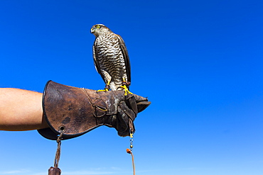 Eurasian Sparrowhawk on falconer glove, Burgos Spain 