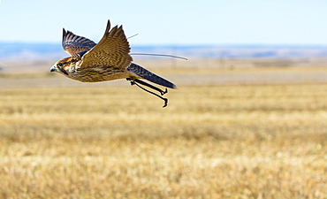 Raptor in flight wearing ties, Burgos Spain