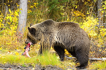 Grizzly eating a salmon, Chilcotin Mountains Canada 