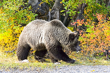 Grizzly walking on the bank, Chilcotin Mountains Canada