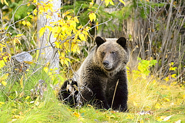 Grizzly sitting in a clearing, Chilcotin Mountains Canada 