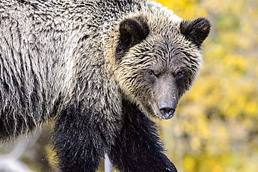 Portrait of Grizzly, Chilcotin Mountains Canada 