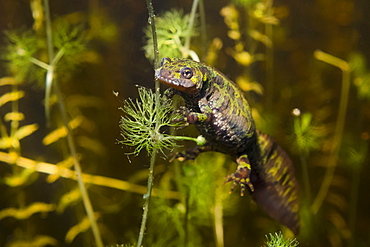 Female marbled newt in a pond, France 