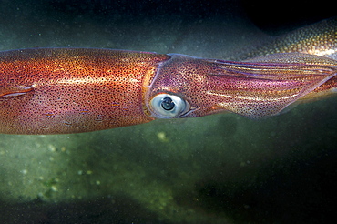 Portrait of Squid on sandy background -Rade de Brest France 