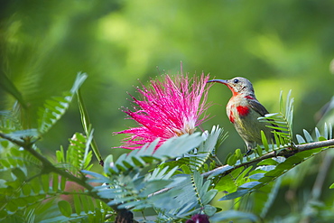 Crimson sunbird on a branch, Royal Bardia NP Nepal