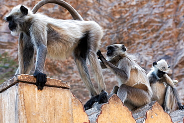 Hanuman Langurs grooming, Galta Temple Rajasthan India