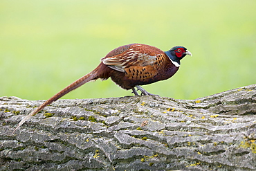 Male Pheasant a fallen tree at spring, GB