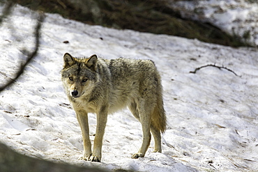 European wolf in the snow, Pyrenees France