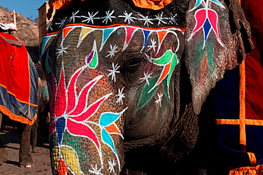 Asian Elephant painted for a ceremony, Rajasthan India