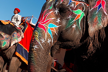 Asian Elephant painted for a ceremony, Rajasthan India