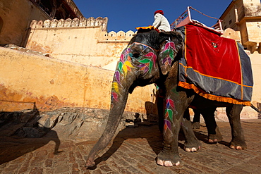 Asian Elephant painted for a ceremony, Rajasthan India