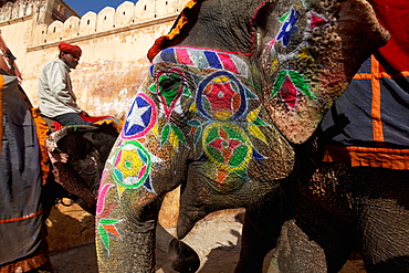 Asian Elephant painted for a ceremony, Rajasthan India