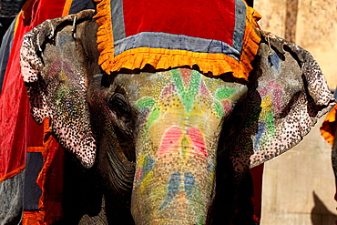 Asian Elephant painted for a ceremony, Rajasthan India