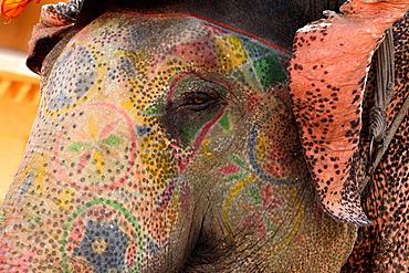 Asian Elephant painted for a ceremony, Rajasthan India