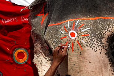 Asian Elephant painted for a ceremony, Rajasthan India