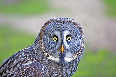 Portrait of Great Grey Owl, Sologne France