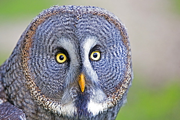 Portrait of Great Grey Owl, Sologne France