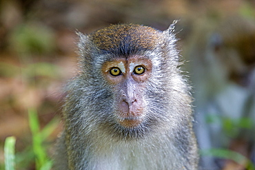 Portrait of Long-tailed macaque in forest, Bako Malaysia