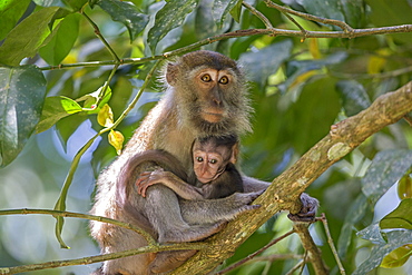 Long-tailed macaque and young on a branch, Bako Malaysia