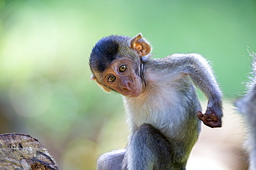 Young Long-tailed macaque scratching- Bako Malaysia