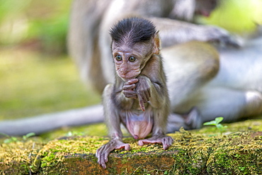 Young Long-tailed macaque male, Bako Malaysia