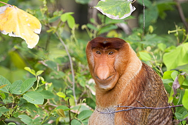 Portrait of Proboscis monkey in forest -Malaysia Bako