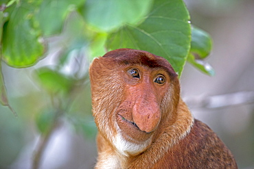 Portrait of Proboscis monkey in forest -Malaysia Bako