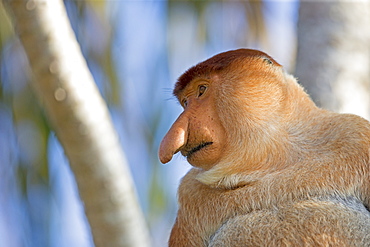 Portrait of Proboscis monkey in forest -Malaysia Bako