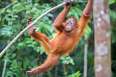 Borneo orangutan hanging from a brance, Malaysia